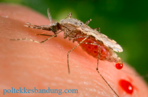 Gejala dan Jenis Penyakit Malaria